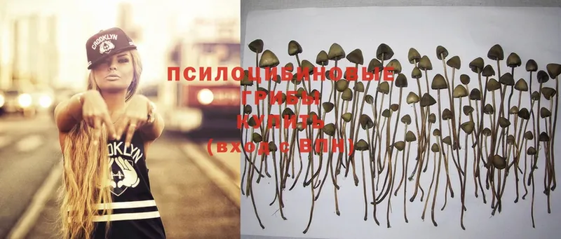 Галлюциногенные грибы Psilocybe  Оленегорск 